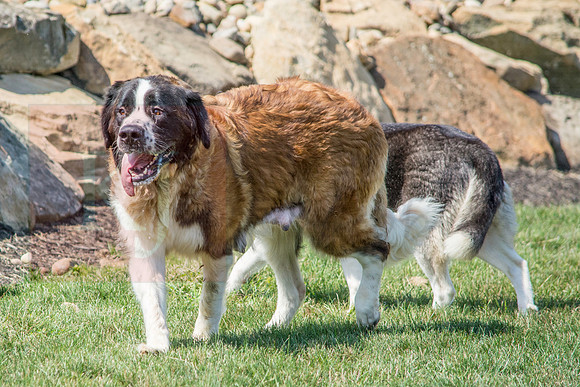 160916_QuailCreek Kennel_147