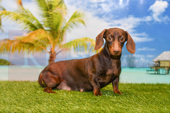 Darla_F_Chocolate_AKC_12#-1