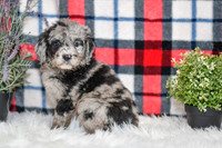 Pearl_F_0041_Aussiedoodle-7136