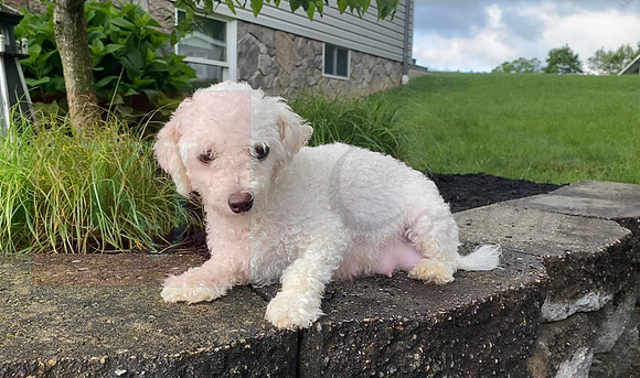Sue_F_Bichon