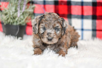 October_M_9872_Aussiedoodle-7250