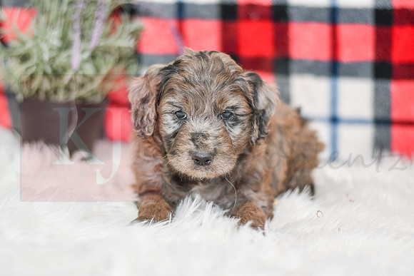October_M_9872_Aussiedoodle-7250