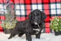 Pasley_F_0053_Aussiedoodle-7106