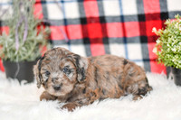 October_M_9872_Aussiedoodle-7251