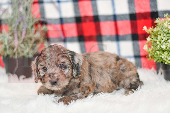 October_M_9872_Aussiedoodle-7251