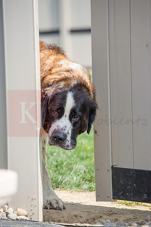 160916_QuailCreek Kennel_179