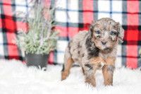Paula_F_0043_Aussiedoodle-7173