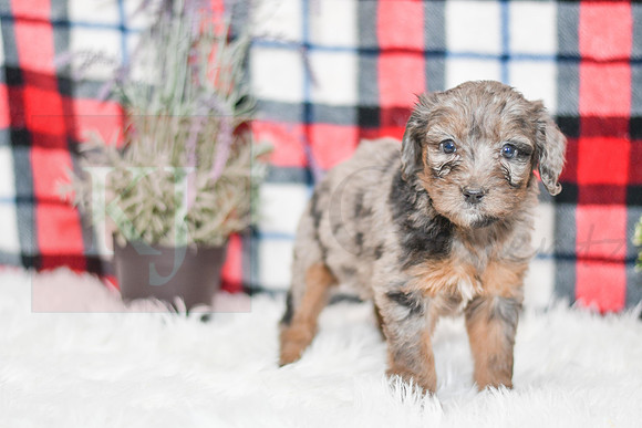 Paula_F_0043_Aussiedoodle-7173