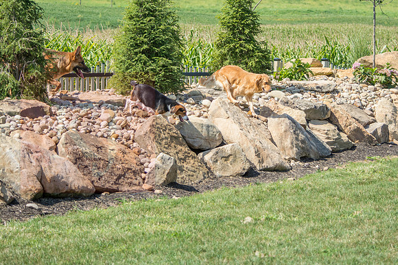 160916_QuailCreek Kennel_144