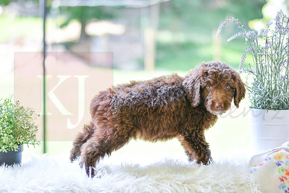 Malcom_M_0021_Aussiedoodle-4