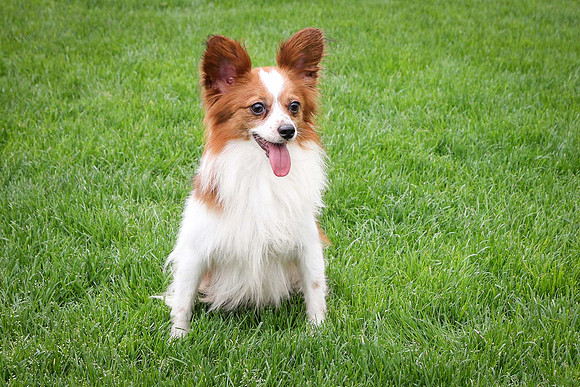 Snicker_11#_M_Papillon