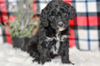 Obed_M_0056_Aussiedoodle-7253