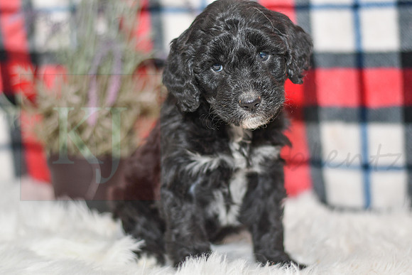 Obed_M_0056_Aussiedoodle-7253