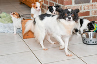 Trixie_F_Papillon_8-10#-6626