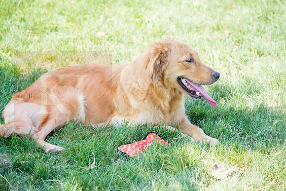 160916_QuailCreek Kennel_182