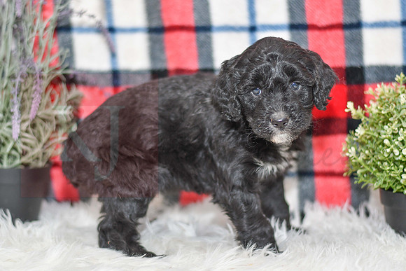 Obed_M_0056_Aussiedoodle-7261