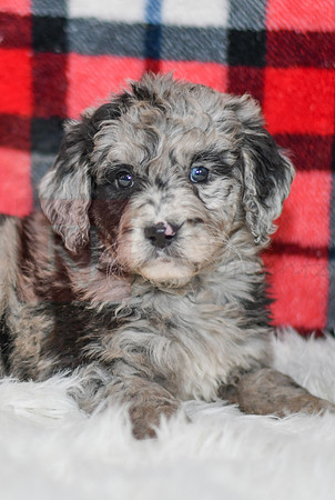 Pearl_F_0041_Aussiedoodle-7141