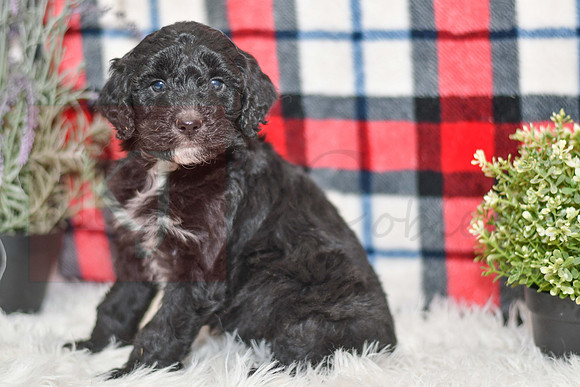 Obed_M_0056_Aussiedoodle-7259