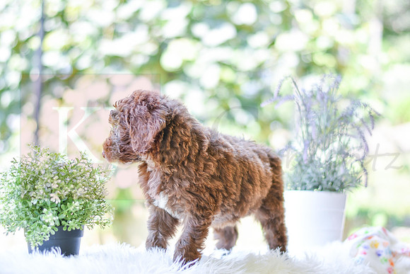 Mitch_M_0022_Aussiedoodle-3