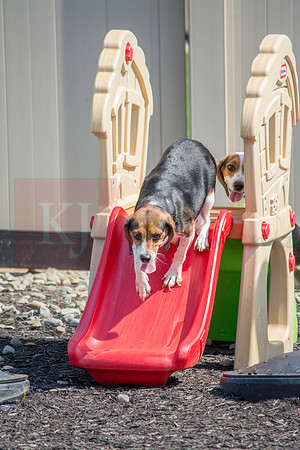 160916_QuailCreek Kennel_176