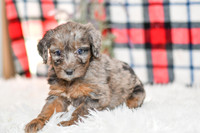 Paula_F_0043_Aussiedoodle-7168