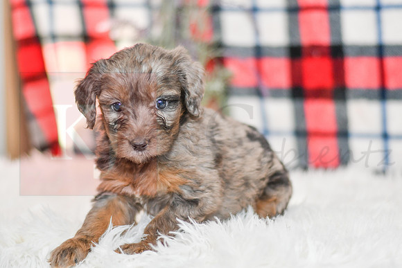 Paula_F_0043_Aussiedoodle-7168