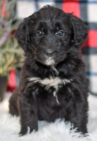 Pasley_F_0053_Aussiedoodle-7113
