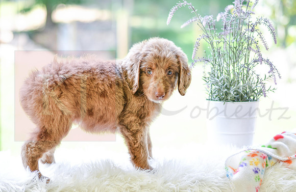 Moxie_F_0027_Aussiedoodle-5