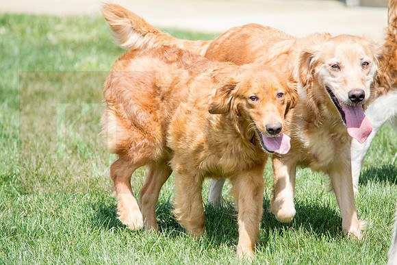 160916_QuailCreek Kennel_181