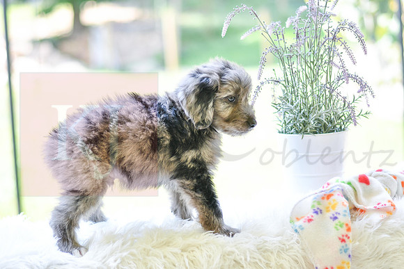 Maverick_M_0030_Aussiedoodle-4