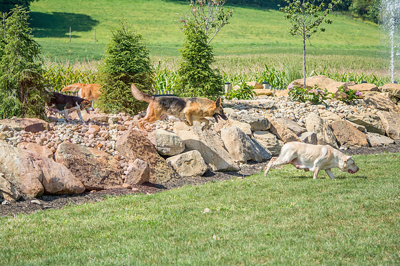 160916_QuailCreek Kennel_143