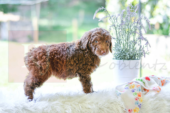 Mitch_M_0022_Aussiedoodle-6