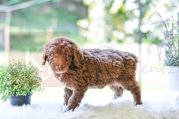Mitch_M_0022_Aussiedoodle-2