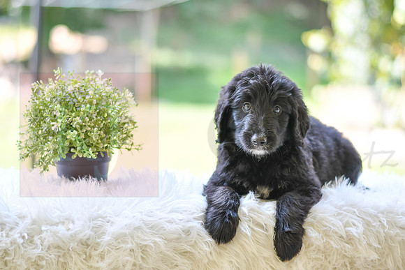 Morgan_M_0025_Aussiedoodle