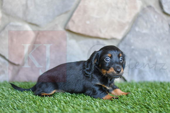Stanton_M_0590_Mini Dachshund-4