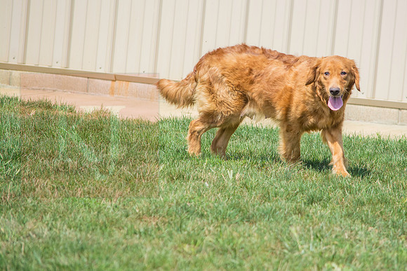 160916_QuailCreek Kennel_148