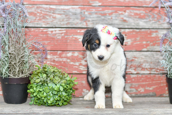 Emalynn_F_Australian Shepherd-3