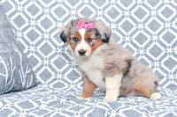 Gabriel_F_5780_Australian Shepherd-1