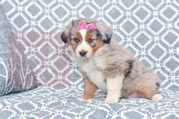 Gabriel_F_5780_Australian Shepherd-1