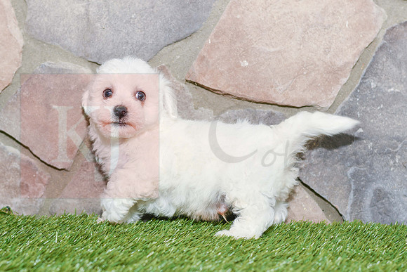 Koby_M_0581_Bichon-3
