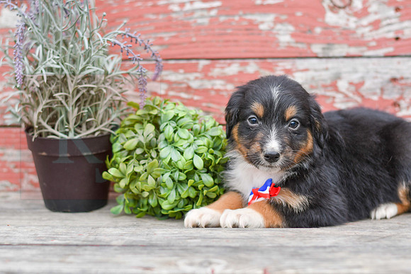 Estras_M_Australian Shepherd-4