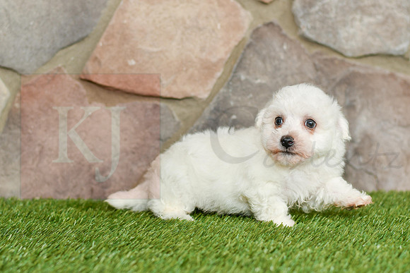 Koby_M_0581_Bichon-5