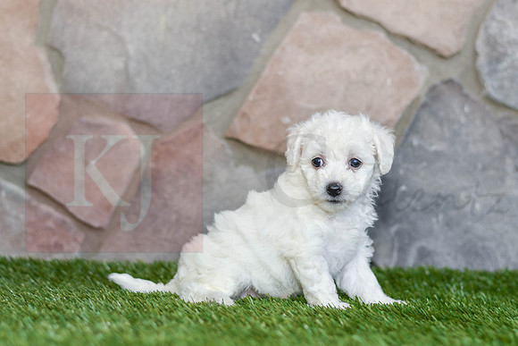 Jasmin_F_0584_Bichon-3