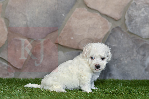 Joy_F_0583_Bichon-2