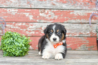 Edward_M_Australian Shepherd-3