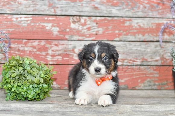 Edward_M_Australian Shepherd-3