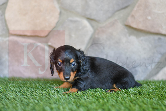 Sterling_F_0593_Mini Dachshund-3
