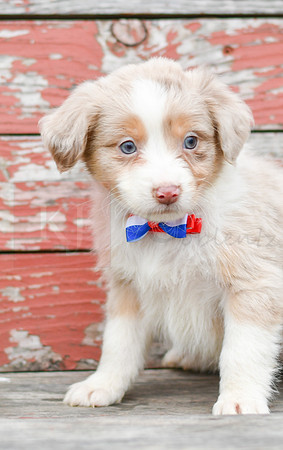 Eddie_M_Australian Shepherd-2