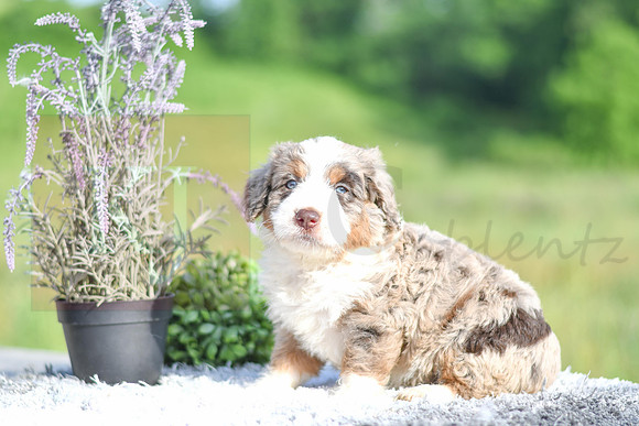 Marley_M_4914_Aussiedoodle-1209