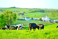 Spring Cows
